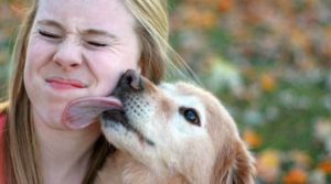 Pourquoi mon chien me lèche ?