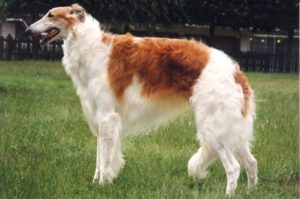 Le barzoï