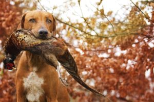Chien de chasse