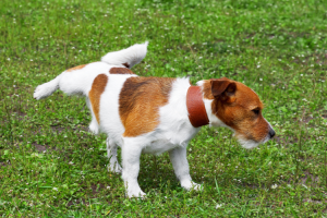 Insuffisance rénale chez le chien