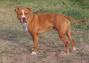 Pitbull