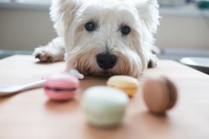 Diabète chez le chien