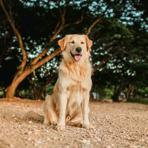 Un labrador assis.