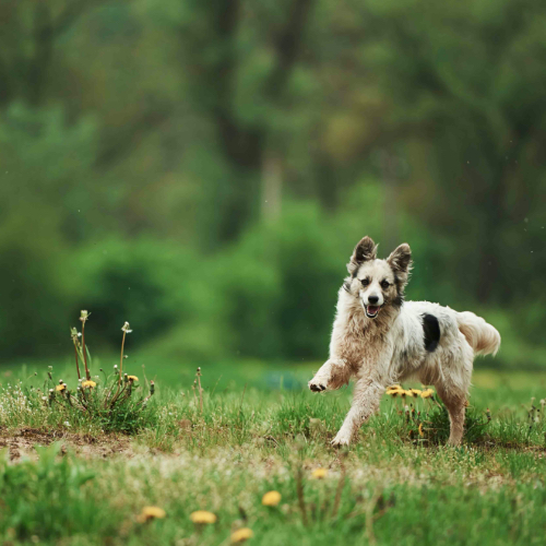 Un chien qui court.