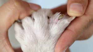 Les tiques chez le chien