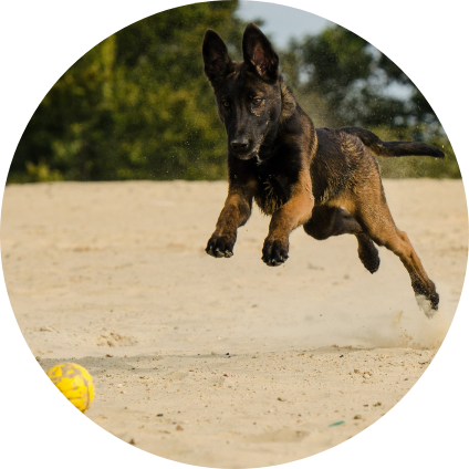 Berger belge Malinois : information sur la race