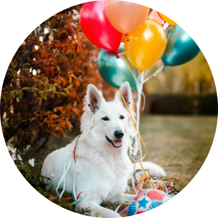 Un Berger Blanc Suisse avec des ballons.