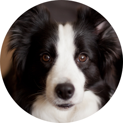 Le portrait du Border Collie, un chien de race.