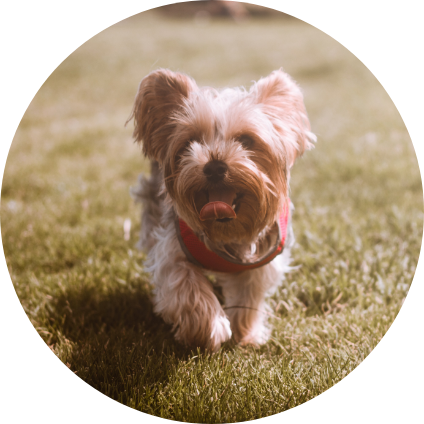 Un Yorkshire Terrier en train de courir.