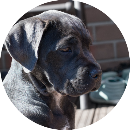 La tête d'un chiot Cane Corso.