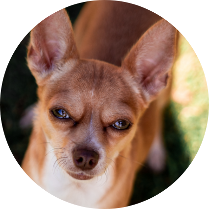 Le portrait du Chihuahua.