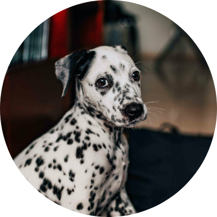 Dalmatien Un chiot Dalmatien.