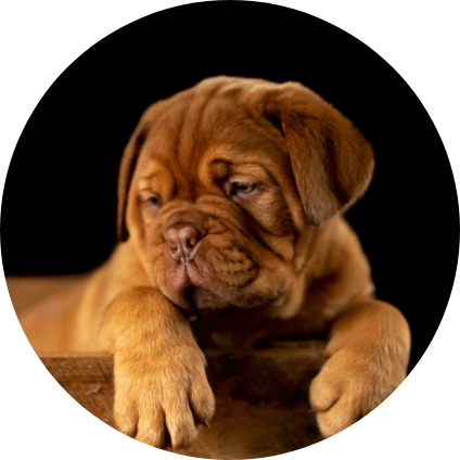 Le portrait du Dogue de Bordeaux.